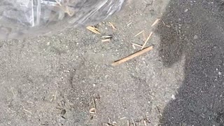 ゴミを袋に入れる