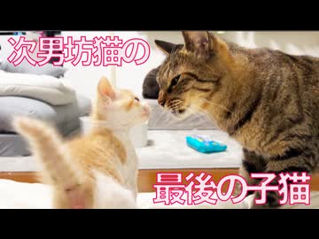 次男坊猫、最後の子猫と再び対面する