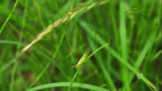 草むらの虫　小さな幼体たち