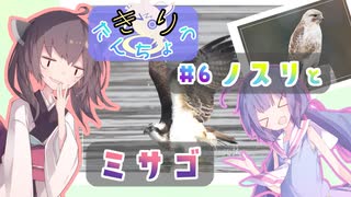 きりたんちょう #6 ノスリとミサゴ 【ウナきり探鳥】