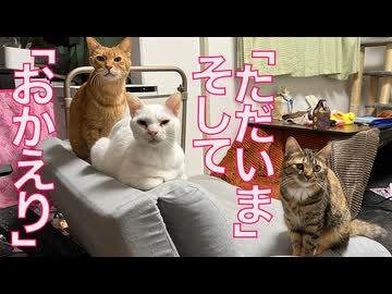 危機に陥ったベテラン子猫、みんなの元へ帰還する