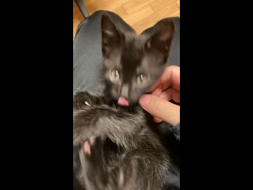 じゃれ猫マイン