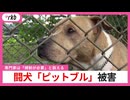 女性が悲鳴『キャー』「見たら、ピットブルが犬を噛んでいた」　保育園の横で闘犬「ピットブル」を飼育　相次ぐ被害に専門家は「規制が必要」