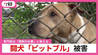 女性が悲鳴『キャー』「見たら、ピットブルが犬を噛んでいた」　保育園の横で闘犬「ピットブル」を飼育　相次ぐ被害に専門家は「規制が必要」