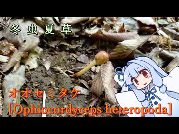 【リアル登山アタック外伝】【冬虫夏草】オオセミタケ
