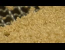 精米工場はフル稼働と思いきや「想定ほど入ってこない」備蓄米の流通どうなってる？福岡の現状は　飲食店も「入る予定なし」
