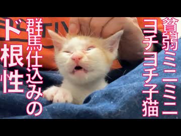 貧弱ヨチヨチ子猫、群馬仕込みのド根性を見せる