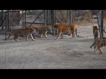 ホモと見るベンガルトラの群れを、瞬時に支配するシベリアトラ