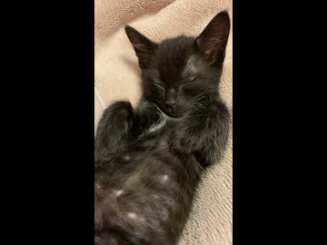 半目で寝る黒猫マイン