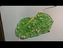 【ASMR/声なし】韓国スライムで遊んでみた
