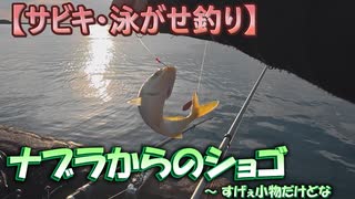 【サビキ・泳がせ釣り】ナブラからのショゴ ～ すげぇ小物だけどな