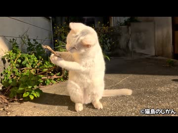 猫達の朝集会に潜入！