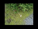 STREAMER -Intro-
