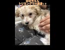 ヨープーのハナちゃん