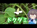 癖強の"ドクダミ"を炒めて食べる♪