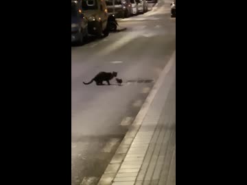 忍者ネズミｖｓ猫