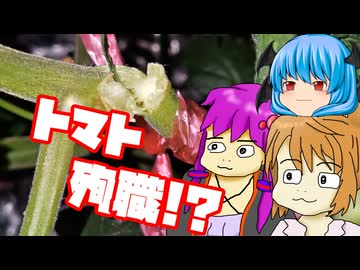 【ミニトマト②】ぼくも料理動画が作りたかった ただの中間報告編