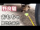 【野良猫】遊ぶかな？