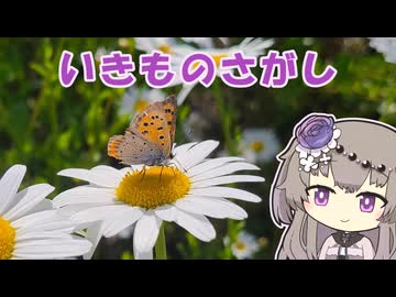 【お散歩】いきものさがし