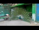 【小諸市動物園】インドクジャクの求愛タイム【インドクジャク】
