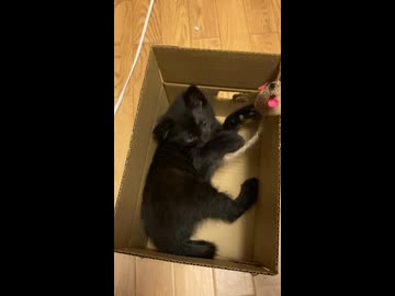 黒猫マインの一本釣り