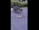 これくらいにしといてあげるわ