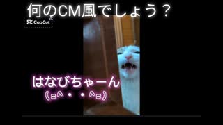 アイスクリーム♡ルビーちゃーん！を猫と犬とやったよ！