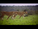 村島弘之　Pair of Lionesses Walking Together