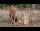 村島弘之　A male lion carefully approaches a lioness