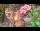 猫たちと紫陽花