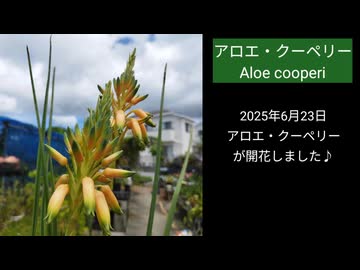 アロエ・クーペリー（Aloe cooperi）開花！
