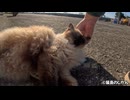 モフモフ猫をもふる！