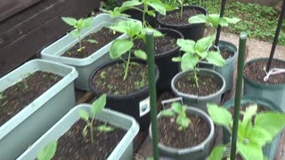 ひまわり：現状　6月24日(火)
