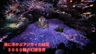 池に浮かぶアジサイの絨毯　「インスタで見て絶対来たいと思って」「気持ちがあがる」3000輪の幻想世界