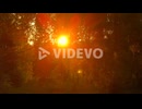 藤野孝紘　Sunlight Shining Through Leaves In Peaceful Forest In Eastern Europe