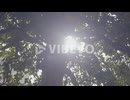 藤野孝紘　Sunlight Shining Through Fresh Green Leaves