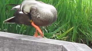 カモ ショート動画 2025年6月24日