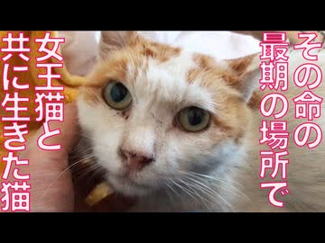 終末期の名物地域猫、女王猫と共に生きる