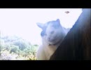 三毛猫と未確認飛行物体