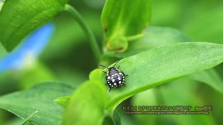 野山で見かけた昆虫達　テントウムシ等　数種