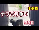 人の家で何やってんの…【野良猫】