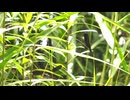 6月の水辺の蜻蛉達　ハグロトンボとオオシオカラトンボ