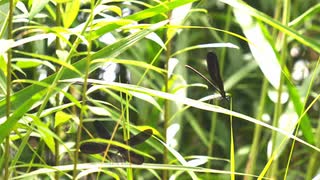 6月の水辺の蜻蛉達　ハグロトンボとオオシオカラトンボ
