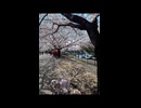 ヨープーのハナちゃん今日の動画だワン 華 花