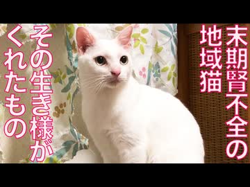 心を閉ざした女王猫、名物猫の生き様を刻む