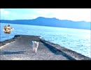 猫と海と踊る船員？