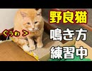 がんばってるみたいです…ちょっと違うけど…【野良猫】