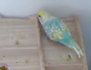 相変わらずかじるインコ