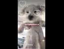 アイドルなみに可愛いヨープーハナちゃん