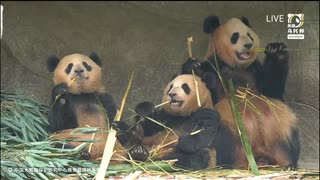 PandapiaLive_2025_6_26